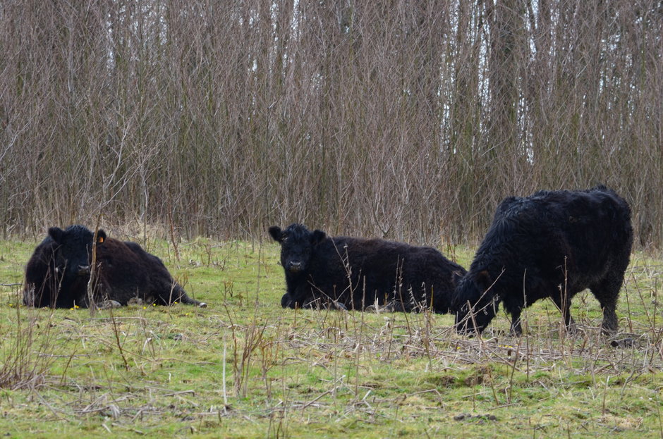 Transitie UGent