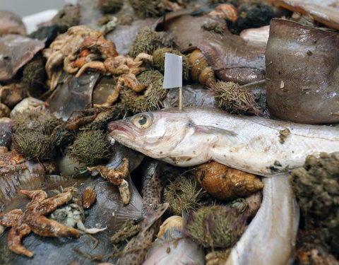 Duurzame-visweek aan UGent-37761