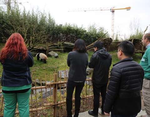 Kunstmatige inseminatie van het pandawijfje Hao Hao in Pairi Daiza-61312