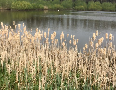 Sportnamiddag 2017, natuurwandeling