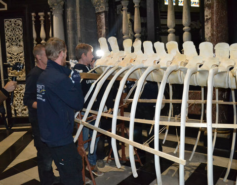 Transport skelet vinvis van faculteit Diergeneeskunde naar Sint-Baafskathedraal in kader van tentoonstelling Out of the Box