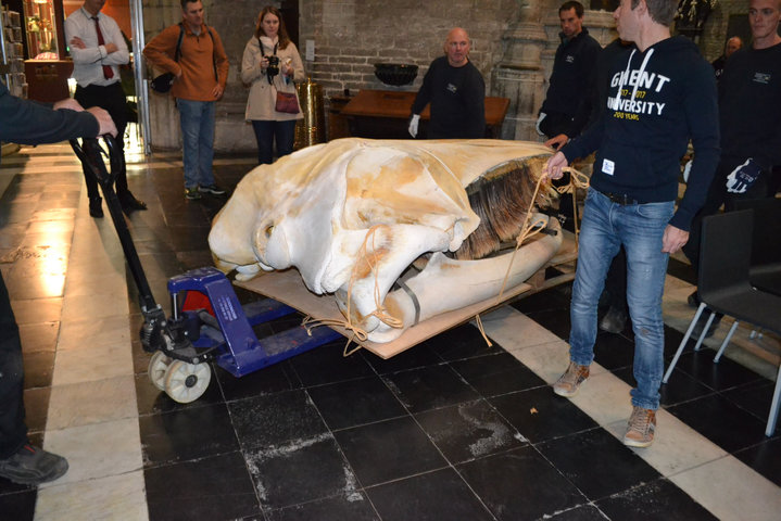 Transport skelet vinvis van faculteit Diergeneeskunde naar Sint-Baafskathedraal in kader van tentoonstelling Out of the Box